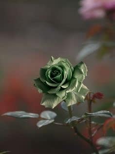 Army grün rose blume samen for anpflanzung garten favorite heirloom & gmo free samen for home garten
sale samen for home garten anpflanzung