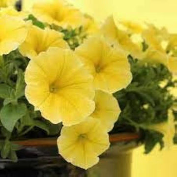Gelb Petunie Blumensamen zur Aussaat – ideal Rabatten – Traditionssorte & ohne Gentechnik Samen Hausgarten