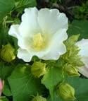 Weiß hibiscus blume samen for anpflanzung cut blume favorite heirloom & gmo free samen for home garten 
 
 sale for anpflanzung in home garten