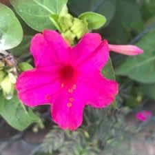 Magenta blume samen for anpflanzung shade tolerant heirloom & gmo free samen for home garten 
 
 sale for anpflanzung in home garten