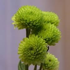 Heirloom chrysanthemum blume samen for anpflanzung sun loving heirloom & gmo free samen for home garten 
 
 sale for anpflanzung in home garten