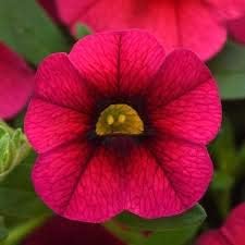 Deep rosa calibrachoa blume samen, heirloom non-gmo blooms for vibrant home garten anpflanzung
 
 sale samen for home garten