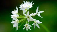 Ramsons blume samen for anpflanzung - perfect for borders, heirloom & gmo free samen for home garten
 
 sale for anpflanzung in home garten.