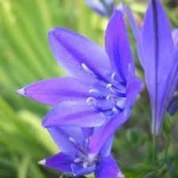 Fabiola blume samen for anpflanzung - sun loving, heirloom & gmo free samen for home garten
 
 sale samen for anpflanzung in home garten