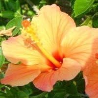 Light orange hibiscus blume samen for anpflanzung - cottage garten essential, heirloom & gmo free samen for home garten
 
 sale for anpflanzung in home garten.
