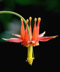 Columbine viridiflora blume samen for anpflanzung drought tolerant heirloom & gmo free samen for home garten 
 
 sale for anpflanzung in home garten
