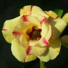 Obesum blume samen for anpflanzung fragrant blossoms heirloom & gmo free samen for home garten 
 
 sale for anpflanzung in home garten