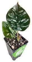 Alocasia (alocasia blume) samen for anpflanzung in home garten
