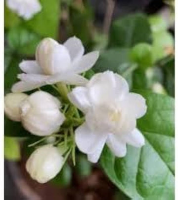 Jasmine jasminum officinale samen for anpflanzung in fragrance garten