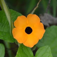 Susan blume samen for anpflanzung - drought tolerant, heirloom & gmo free samen for home garten
 
 sale for anpflanzung in home garten.