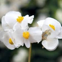 Fibrous begonia blume samen for anpflanzung - garten favorite, heirloom & gmo free samen for home garten
 
 sale samen for home garten
