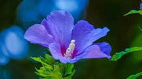 Blau hibiscus blume samen for anpflanzung bright blossoms heirloom & gmo free samen for home garten 
 
 sale for anpflanzung in home garten