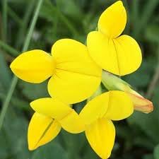 Birdsfoot blume samen for anpflanzung - sun loving, heirloom & gmo free samen for home garten
 
 sale samen for anpflanzung in home garten