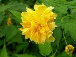 Kerrie blume samen for anpflanzung - easy to grow, heirloom & gmo free samen for home garten
 
 sale samen for anpflanzung in home garten