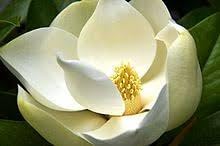 Heirloom magnoliaceae blume samen for anpflanzung long bloom season heirloom & gmo free samen for home garten
sale for anpflanzung in home garten