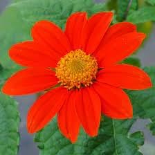 Mexican blume samen for anpflanzung - fragrant blossoms, heirloom & gmo free samen for home garten
 
 sale for anpflanzung in home garten