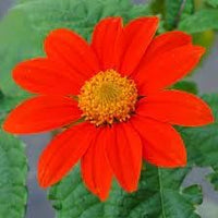 Mexican blume samen for anpflanzung - fragrant blossoms, heirloom & gmo free samen for home garten
 
 sale for anpflanzung in home garten