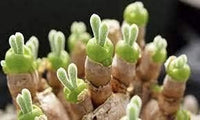 Rabbit ears succulent blume samen for anpflanzung - colorful display, heirloom & gmo free samen for home garten
 
 sale samen for home garten