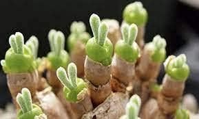 Rabbit ears succulent blume samen for anpflanzung - colorful display, heirloom & gmo free samen for home garten
 
 sale samen for home garten