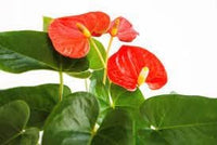 Anthurium blume samen for anpflanzung - fragrant blossoms, heirloom & gmo free samen for home garten
 
 sale samen for anpflanzung in home garten