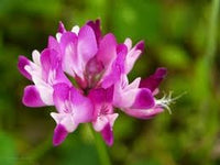 Astragalus blume samen for anpflanzung - fragrant blossoms, heirloom & gmo free samen for home garten
 
 sale samen for home garten