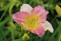Rosa hemerocallis blume samen for anpflanzung seasonal bloomer heirloom & gmo free samen for home garten 
 
 sale for anpflanzung in home garten