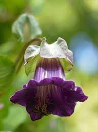 Heirloom cobaea scandens blume samen for anpflanzung low maintenance heirloom & gmo free samen for home garten 
 
 sale for anpflanzung in home garten