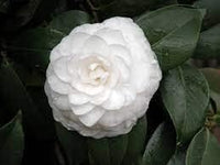 Camellia weiß blume samen for anpflanzung - wildflower mix, heirloom & gmo free samen for home garten
 
 sale for anpflanzung in home garten