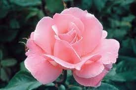 Rose queen elizabeth blume samen for anpflanzung - vibrant colors, heirloom & gmo free samen for home garten
 
 sale samen for home garten