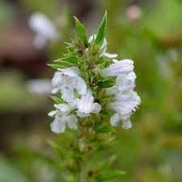 Satureja montana blume samen for anpflanzung - shade tolerant, heirloom & gmo free samen for home garten
 
 sale for anpflanzung in home garten.