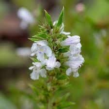 Satureja montana blume samen for anpflanzung - shade tolerant, heirloom & gmo free samen for home garten
 
 sale for anpflanzung in home garten.