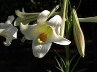 Lilium longiflorum blume samen for anpflanzung premium quality heirloom & gmo free samen for home garten 
 
 sale for anpflanzung in home garten