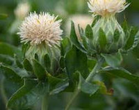 Heirloom safflower samen for anpflanzung garten favorite heirloom & gmo free samen for home garten 
 
 sale for anpflanzung in home garten