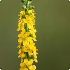 Heirloom agrimony blume samen for anpflanzung colorful display heirloom & gmo free samen for home garten 
 
 sale for anpflanzung in home garten
