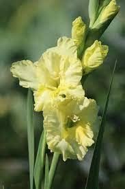 Gelb weiß gladiolus anpflanzung samen