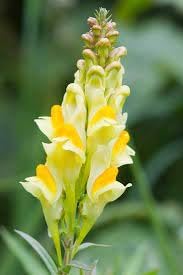 Toadflax blume samen for anpflanzung shade tolerant heirloom & gmo free samen for home garten 
 
 sale for anpflanzung in home garten