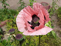 Rosa Farbe Mohnblumenkerne Blumensamen zur Aussaat Blume Beet