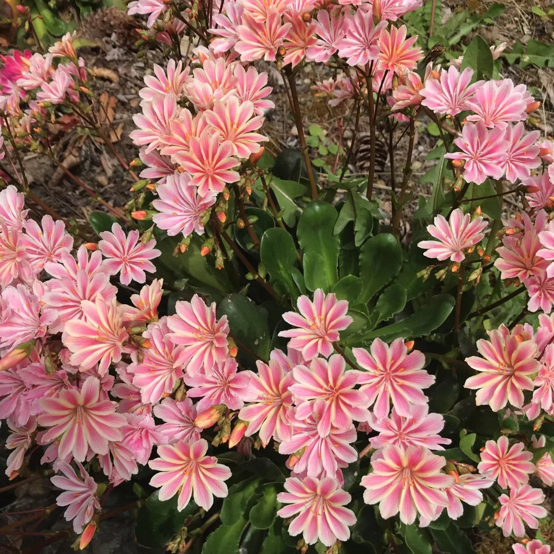 Gemischt Lewisia Blume Samen zur Aussaat – leuchtend mehrjährige Blüten für wunderschöne Gärten