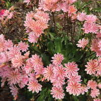 Gemischt Lewisia Blume Samen zur Aussaat – leuchtend mehrjährige Blüten für wunderschöne Gärten