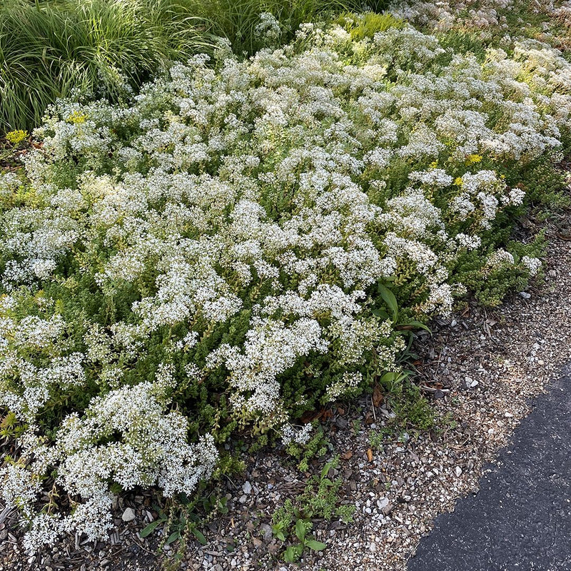 Sedum Album Blumensamen zur Aussaat pflegeleicht Traditionssorte & ohne Gentechnik Samen Hausgarten