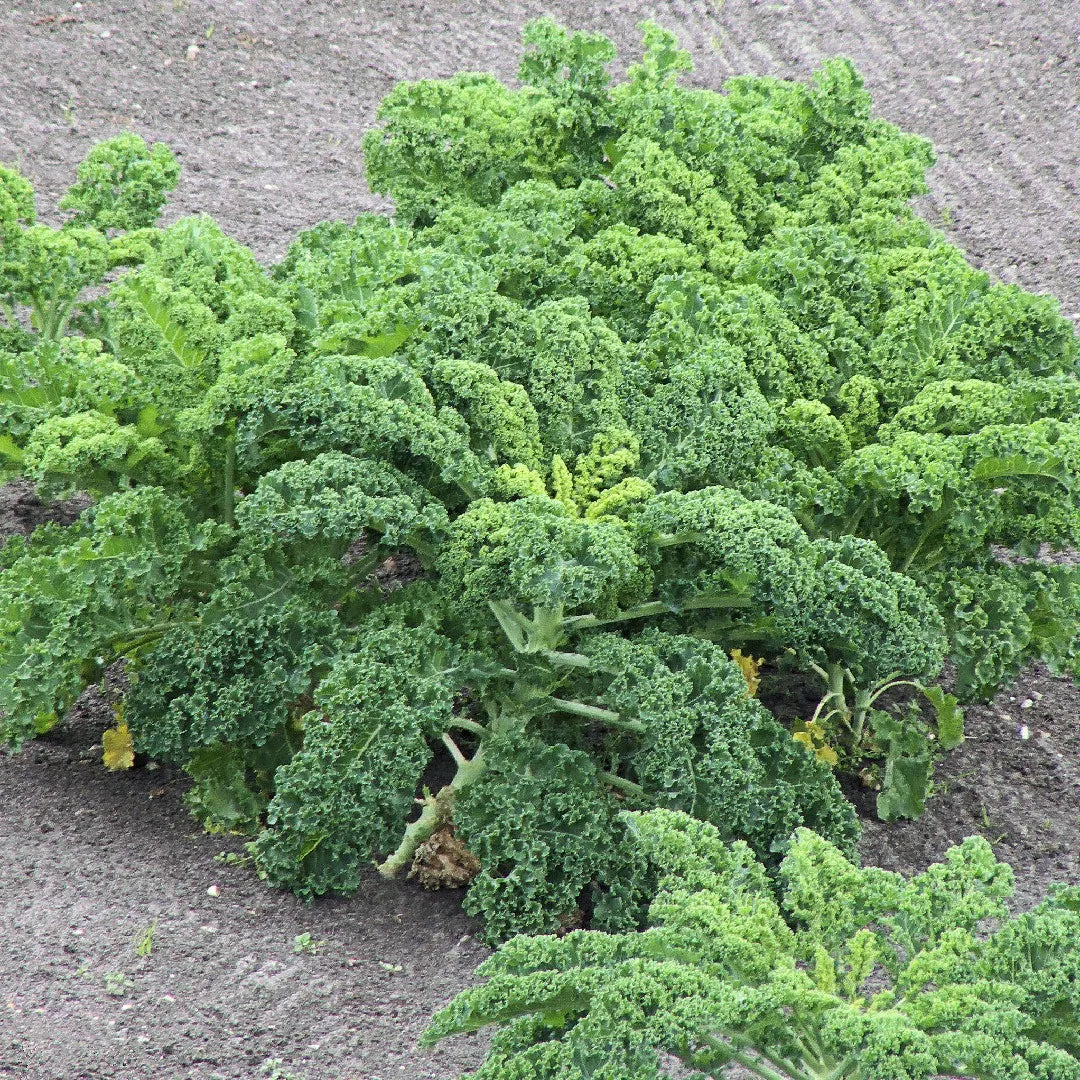 Kale Brassica oleracea Gemüse Samen zum Pflanzen in Gemüse Patch