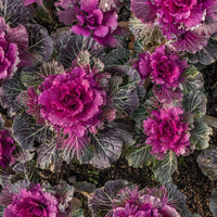 Pink Kale Gemüse Samen zum Pflanzen