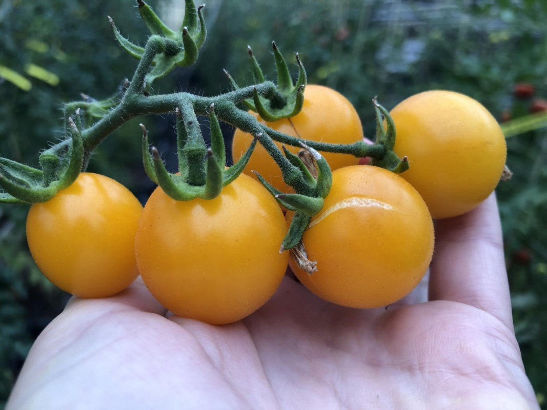 Groß Gelb Tomate Samen for für den Hausgarten