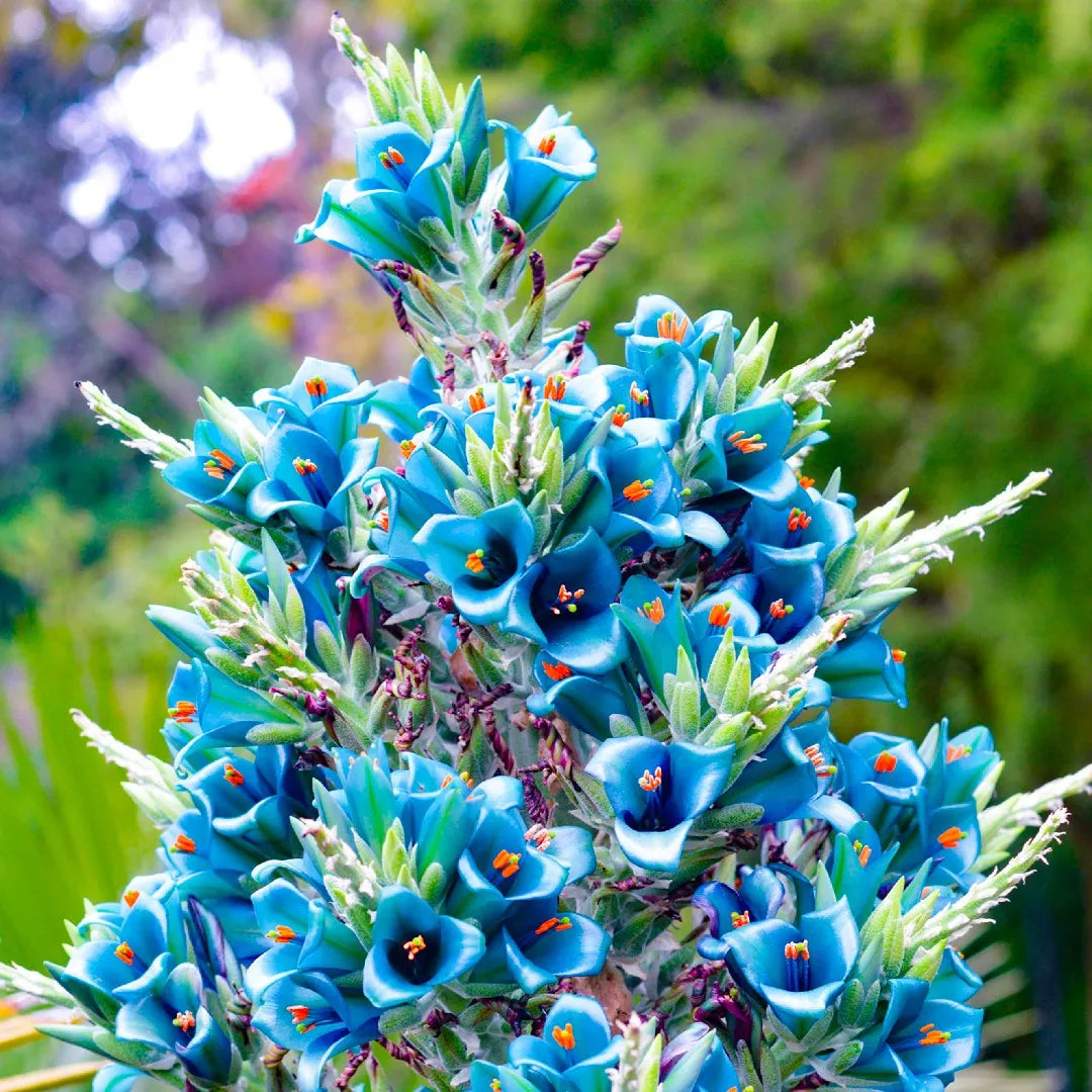 Blau Sapphire Tower Blumensamen zur Aussaat Garten beliebt Traditionssorte & ohne Gentechnik Samen Hausgarten
