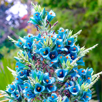 Blau Sapphire Tower Blumensamen zur Aussaat Garten beliebt Traditionssorte & ohne Gentechnik Samen Hausgarten