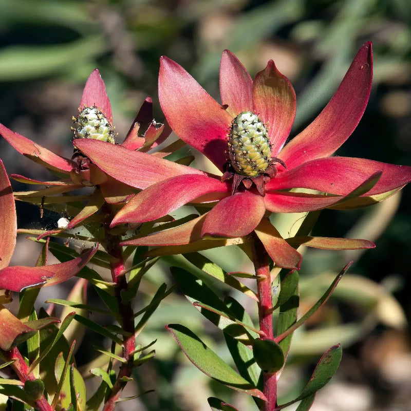 Leucadendron Salignum Conebush Blumensamen zur Aussaat robust Sorte Traditionssorte & ohne Gentechnik Samen Hausgarten