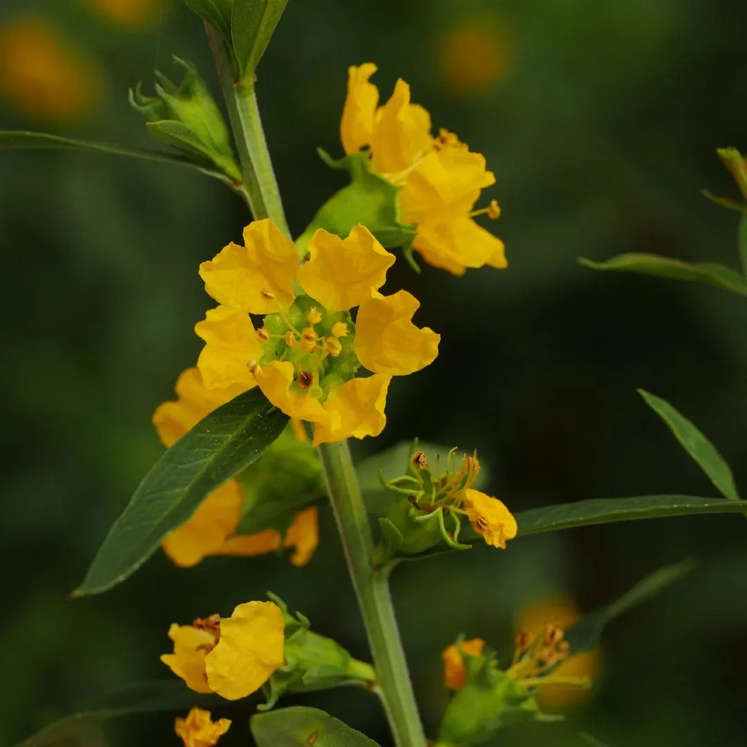 Sinicuichi Blumensamen zur Aussaat – robust Sorte – Traditionssorte & ohne Gentechnik Samen Hausgarten