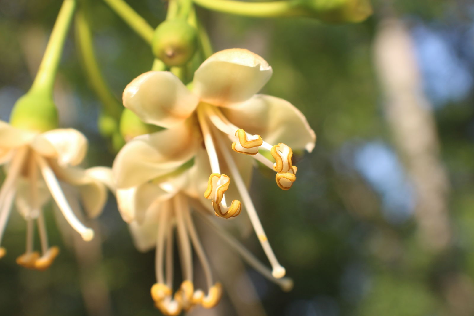 Grün Ceiba Pentandra Blumensamen zur Aussaat – ideal Rabatten – Traditionssorte & ohne Gentechnik Samen Hausgarten