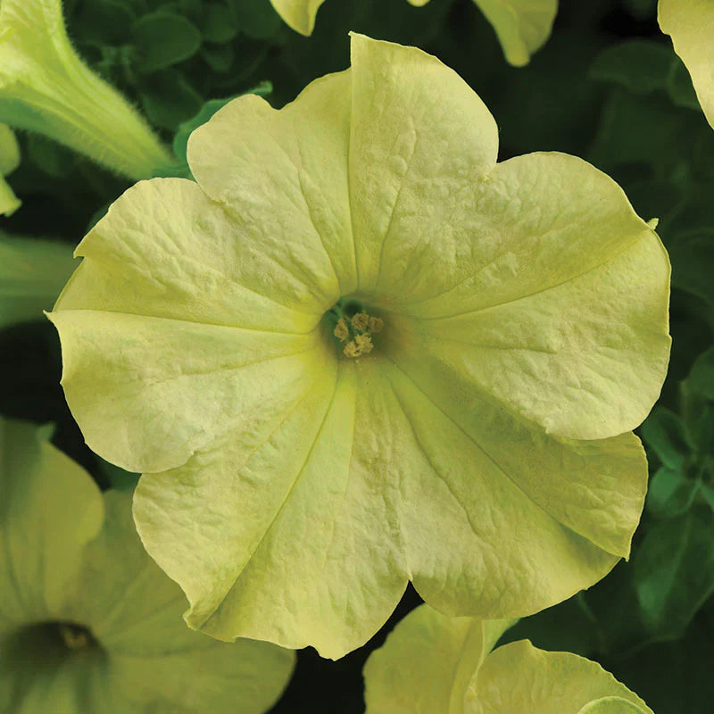 Blau lime grün petunia blume samen for anpflanzung - low maintenance, heirloom & gmo free samen for home garten
 
 sale samen for anpflanzung in home garten