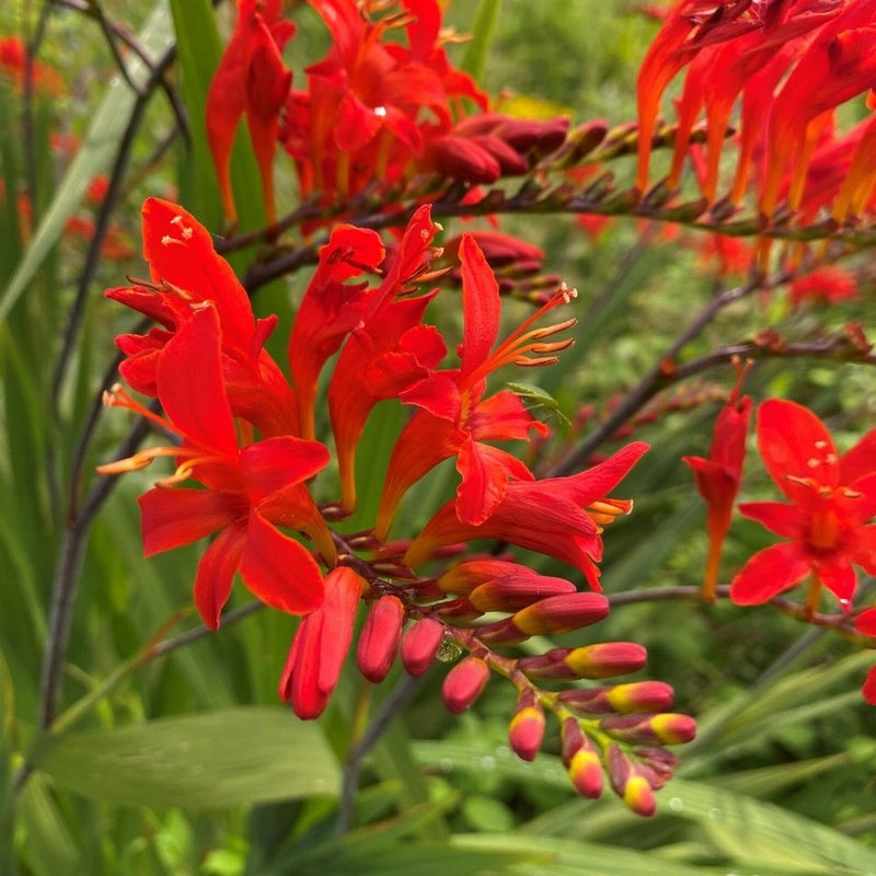 Rot Crocosmia Lucifer Blumensamen zur Aussaat Drought verträglich Traditionssorte & ohne Gentechnik Samen Hausgarten